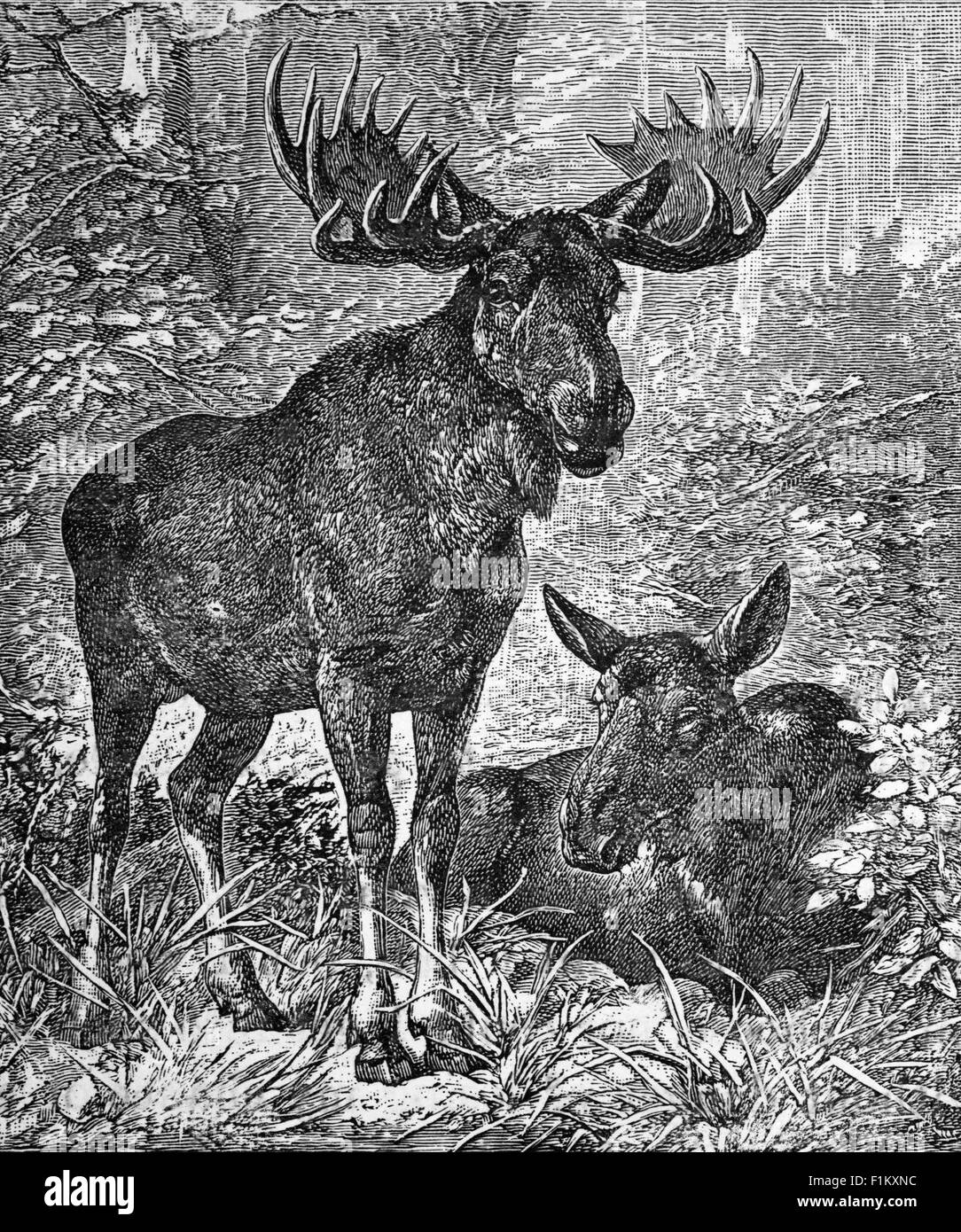 Un elk o alci in Canada settentrionale Foto Stock