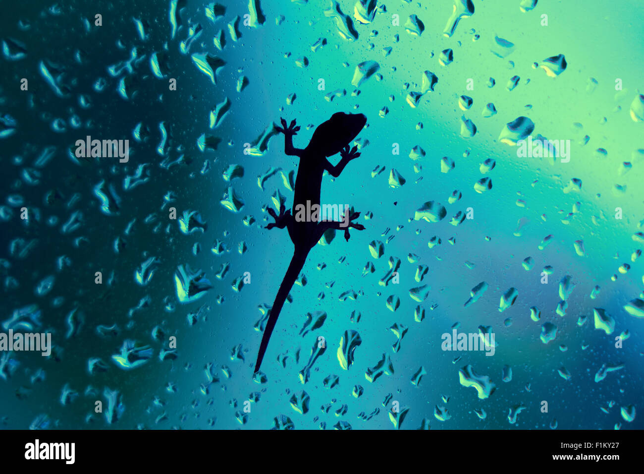 Macro closeup di un geko in appoggio su una finestra in ambienti chiusi, mentre piove fuori. Il vetro è bagnato con gocce di pioggia Foto Stock