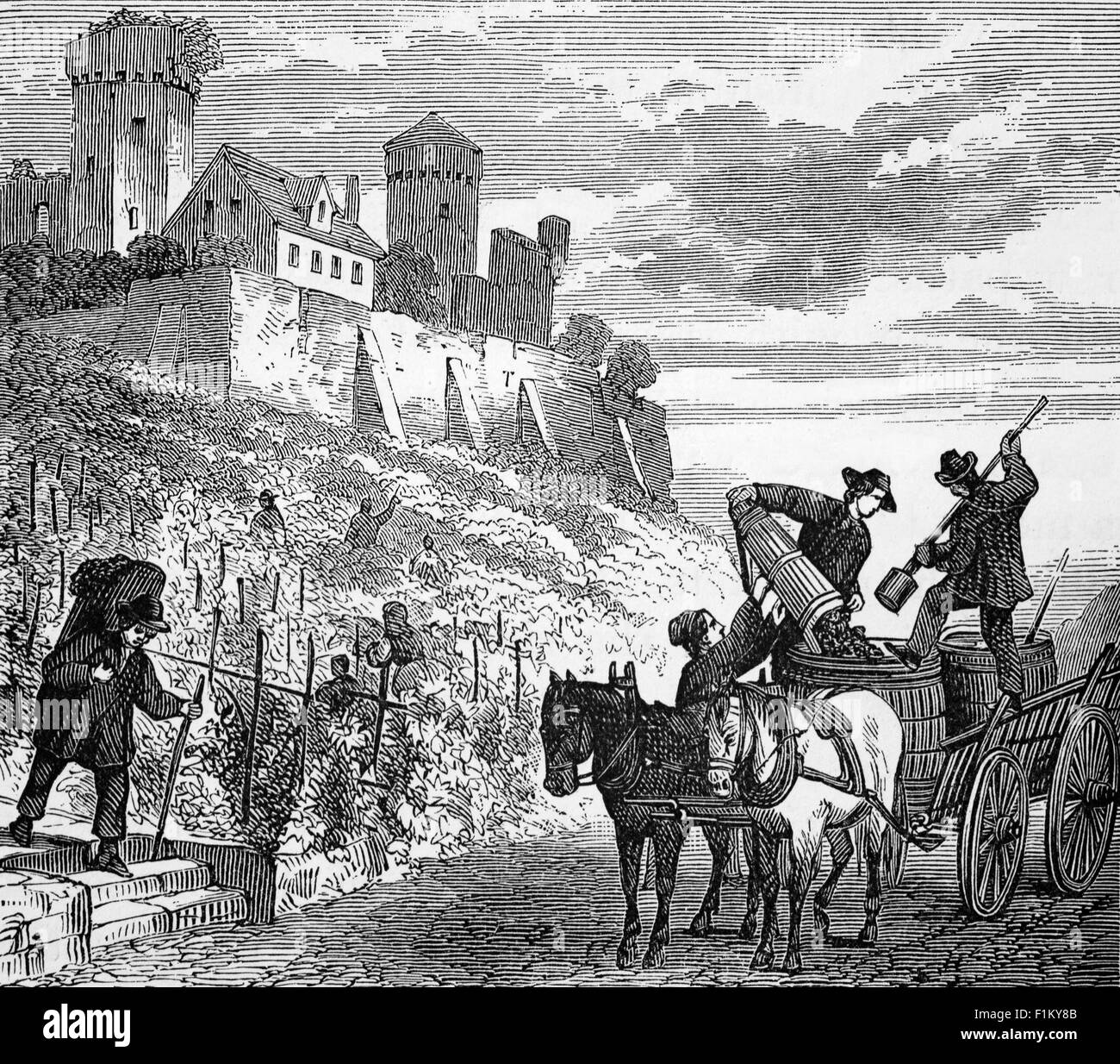 Una vista del 19 ° secolo dei contadini che raccolgono la vendemmia in un vigneto nella Francia centrale. Foto Stock