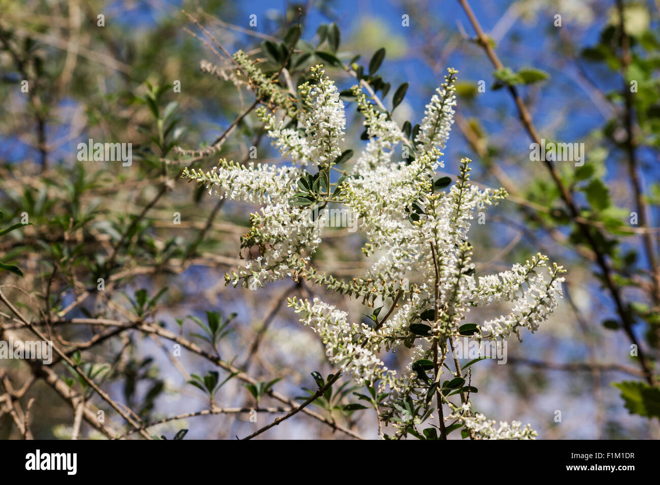 Bee-spazzola (Aloysia gratissima) impianto in fiore Foto Stock