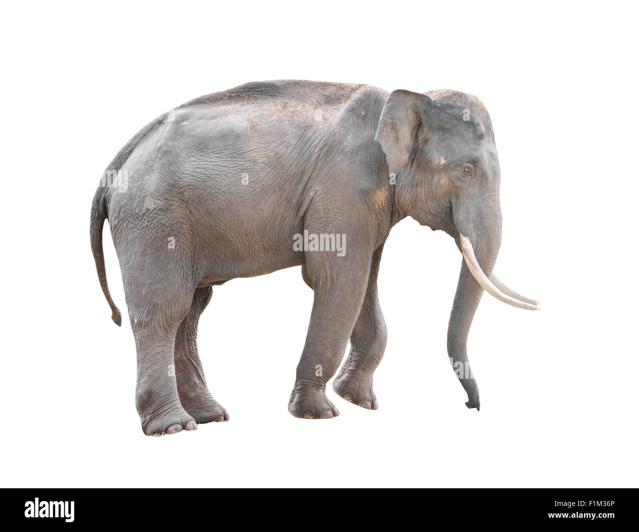 Maschio di elefante asiatico isolato su sfondo bianco Foto Stock