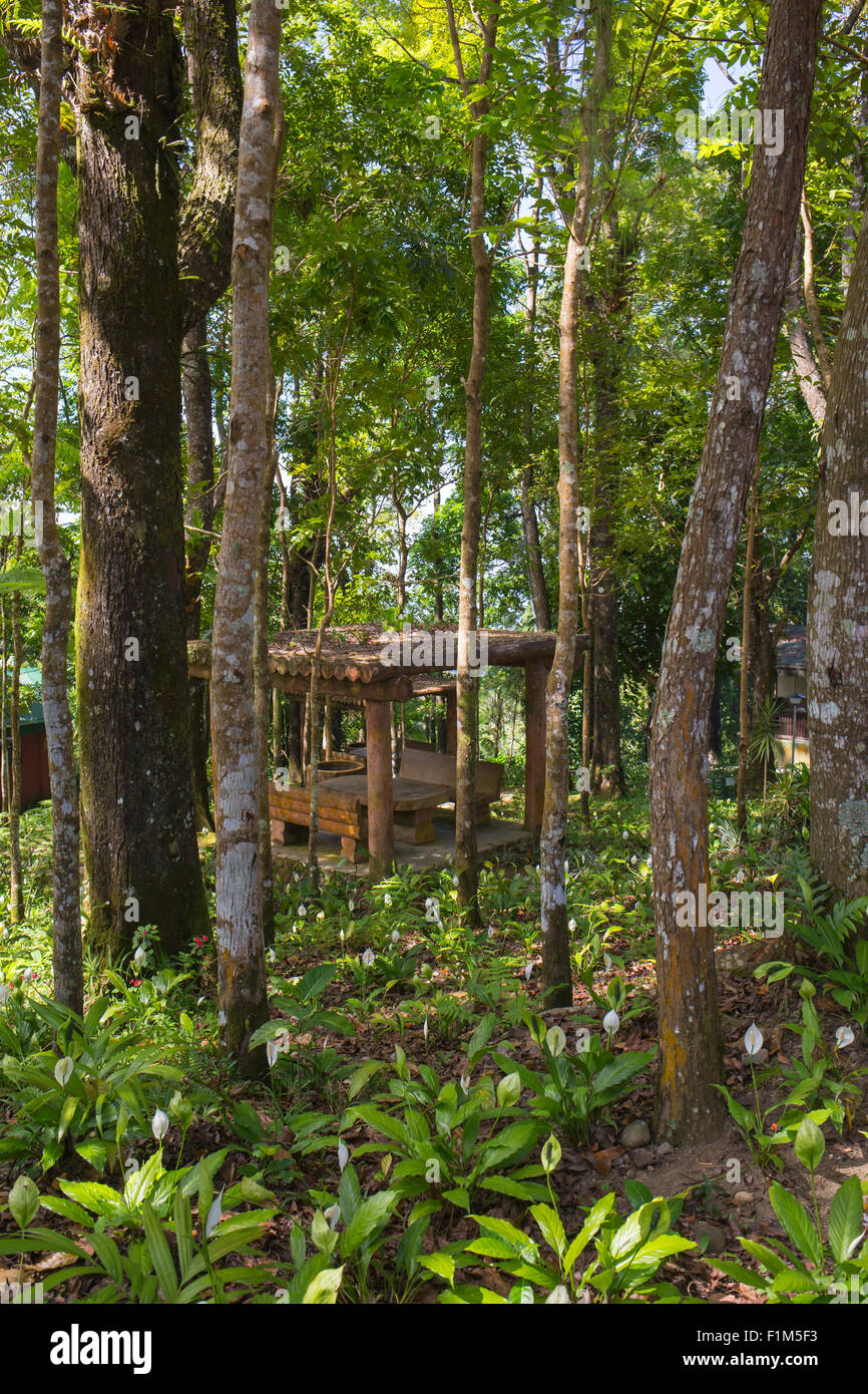 Scena guardando dritto in una densa foresta pluviale tropicale Foto Stock