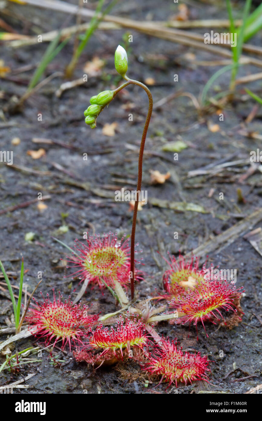 Sundew comune (drosera rotundifolia) con infiorescenza, appena prima di boccioli di fiori aperti Foto Stock