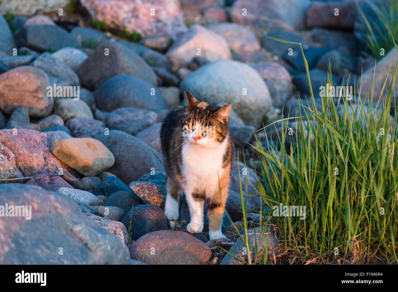 Gatto a costa rocciosa nella luce del tramonto Foto Stock