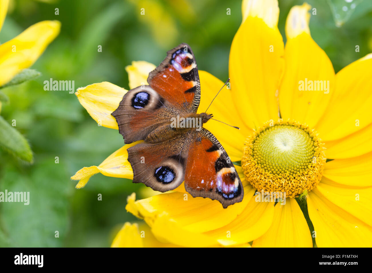 Unione farfalla pavone ensoleillement stesso su un fiore giallo Foto Stock