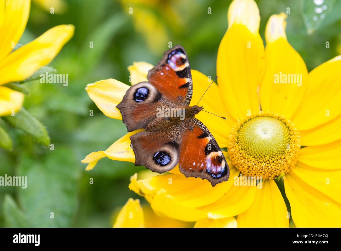 Unione farfalla pavone ensoleillement stesso su un fiore giallo Foto Stock