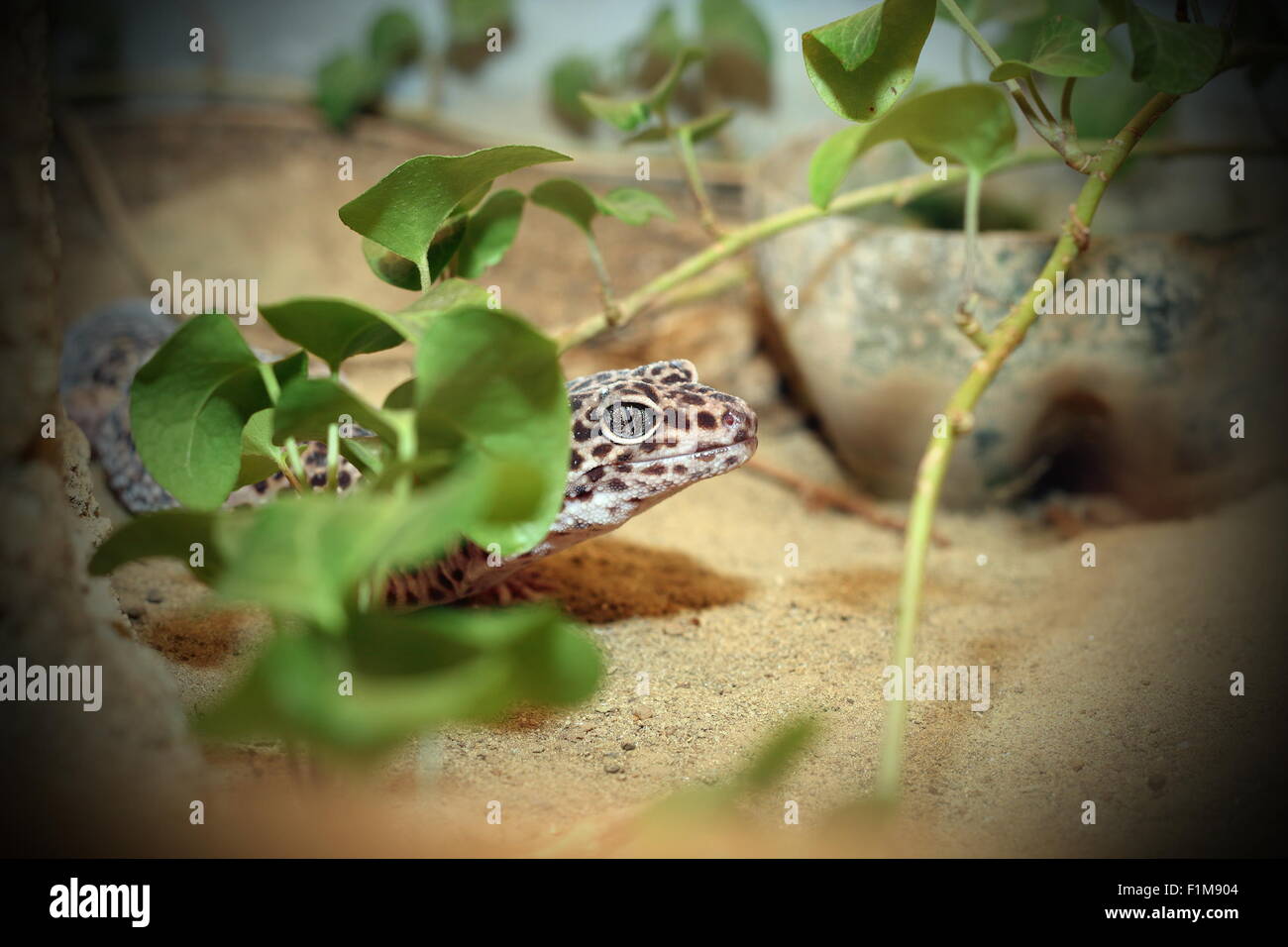 Leopard gekko lizard nascosti su un terrario Foto Stock