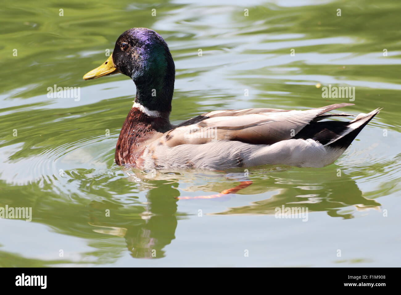 Bel maschio Mallard duck nuotare sulla superficie del lago Foto Stock