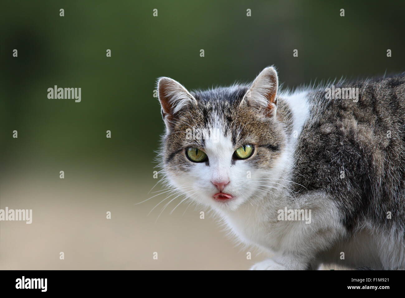 Ritratto di un gatto domestico su verde al di fuori della messa a fuoco lo sfondo Foto Stock