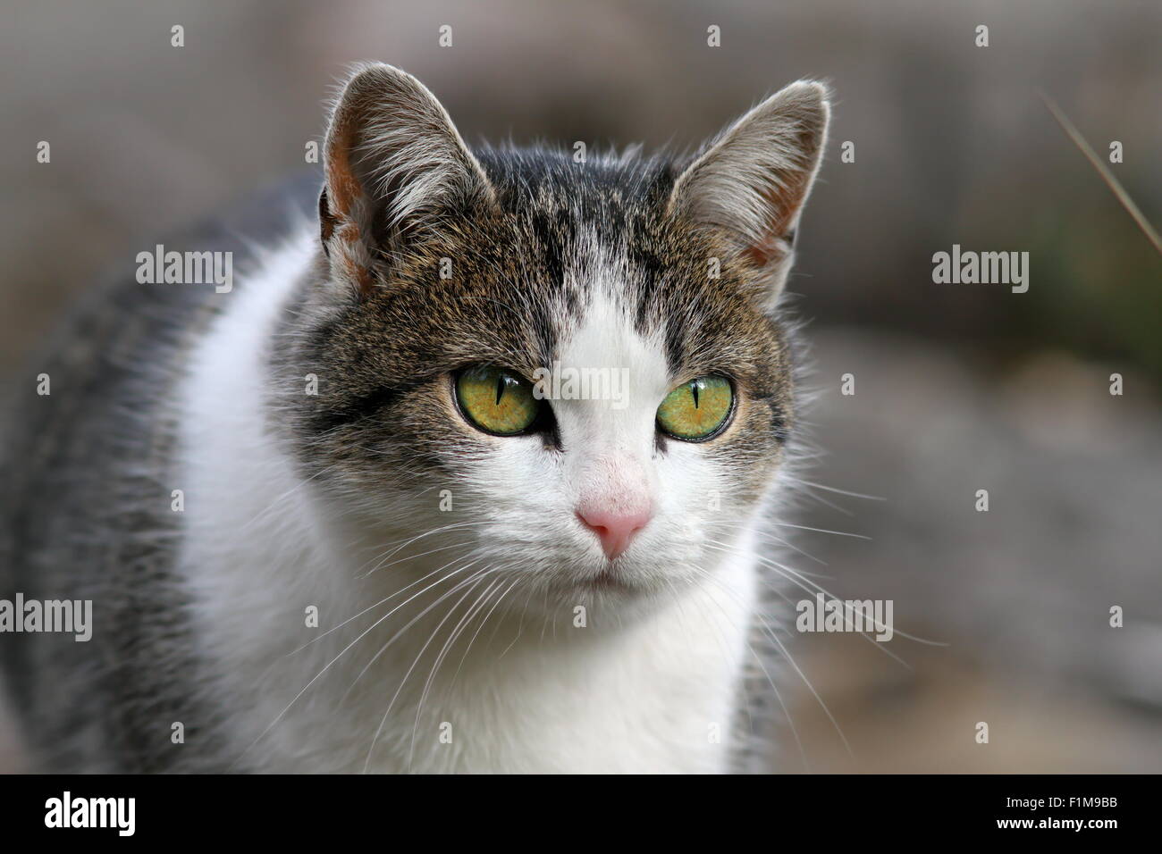 Curioso cercando spogliato cat ritratto Foto Stock