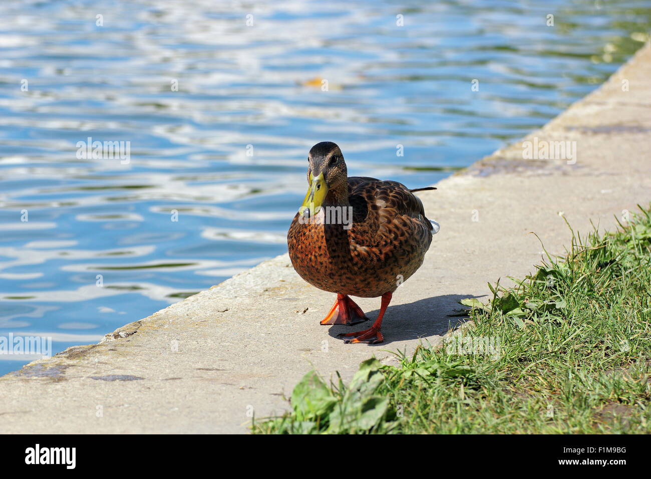 Femmina tame Mallard duck vicino al lago del parco della città Foto Stock