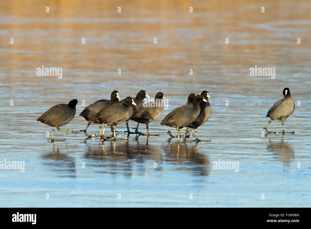 Gregge di folaghe ( fulica atra ) camminando sulla superficie ghiacciata del lago Foto Stock