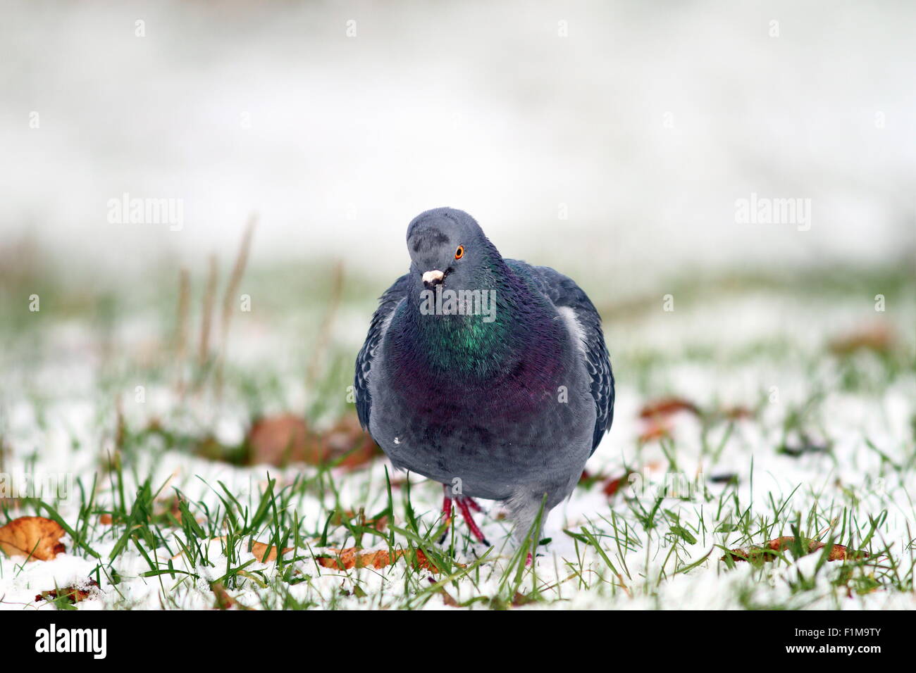 Pigeon camminando verso la fotocamera sulla neve in una giornata invernale Foto Stock