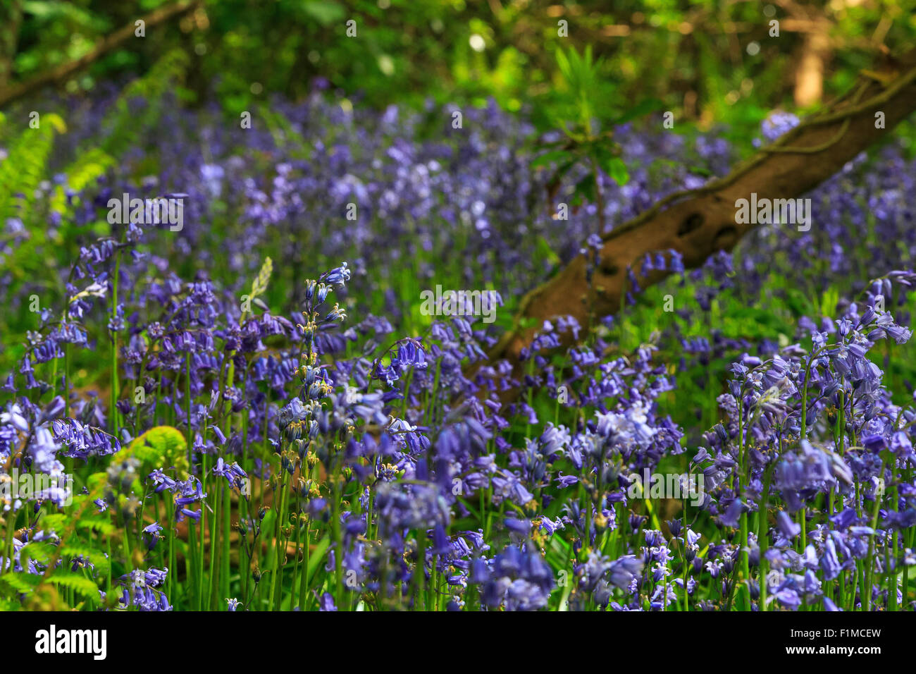 Bluebells comune Hyacinthoides non scripta regno unito Foto Stock