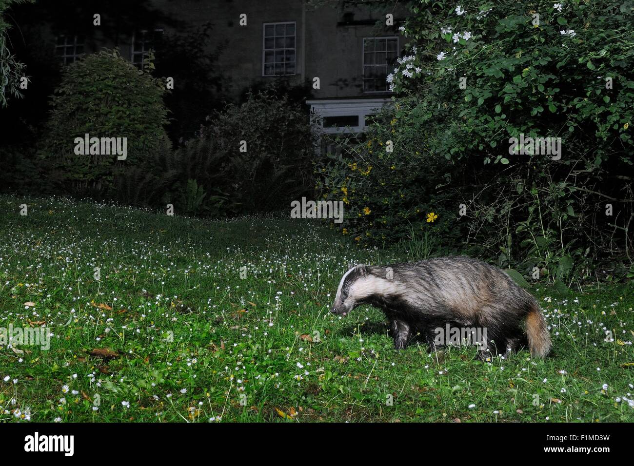 Europea (Badger Meles meles) foraggio su un giardino prato di notte vicino ad una casa, Wiltshire, Regno Unito, Luglio. Prese dalla videocamera remota. Foto Stock