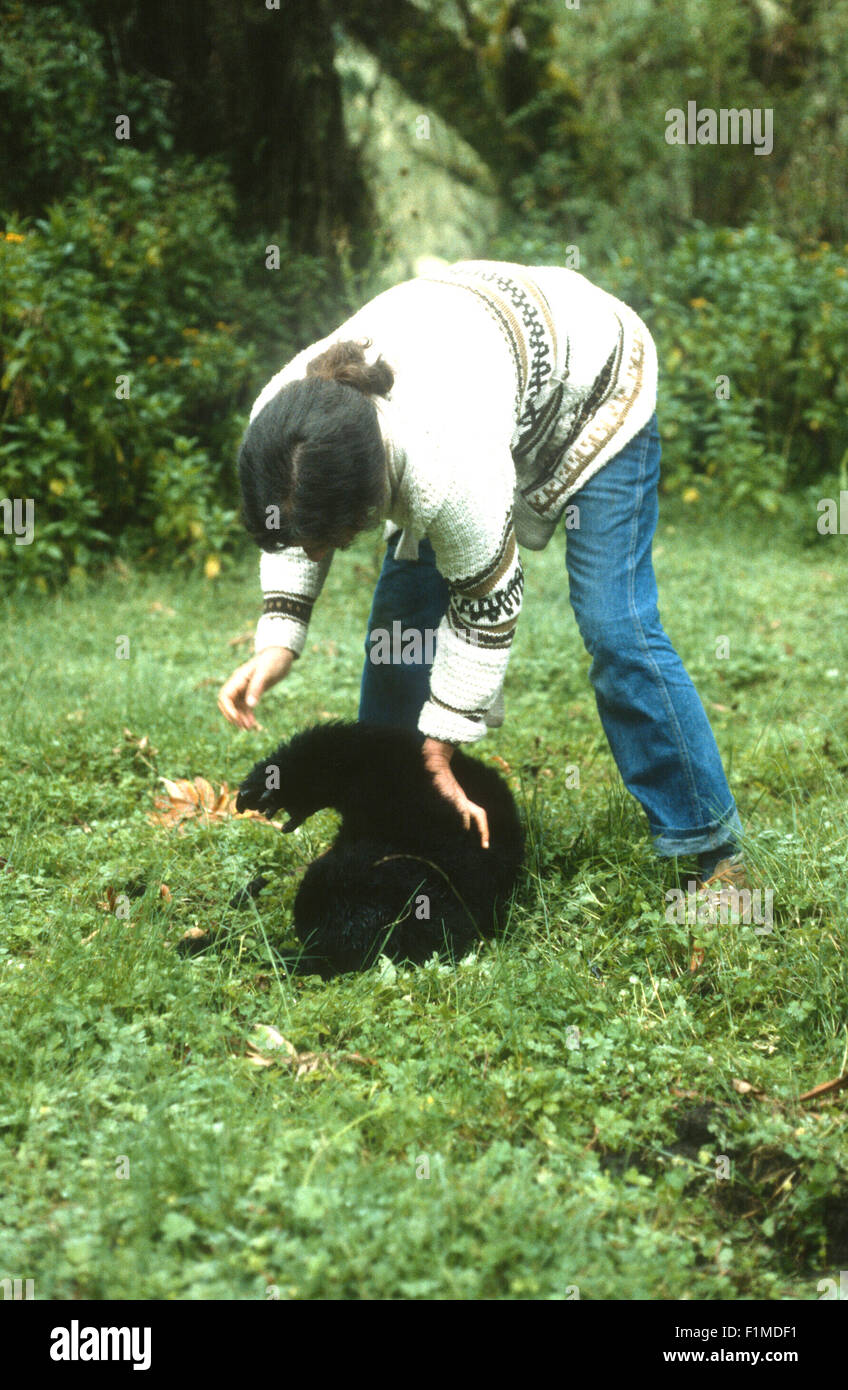 Diian Fossey gioca con un baby gorilla presso il Karisoke Research Center. Ruanda Africa Foto Stock