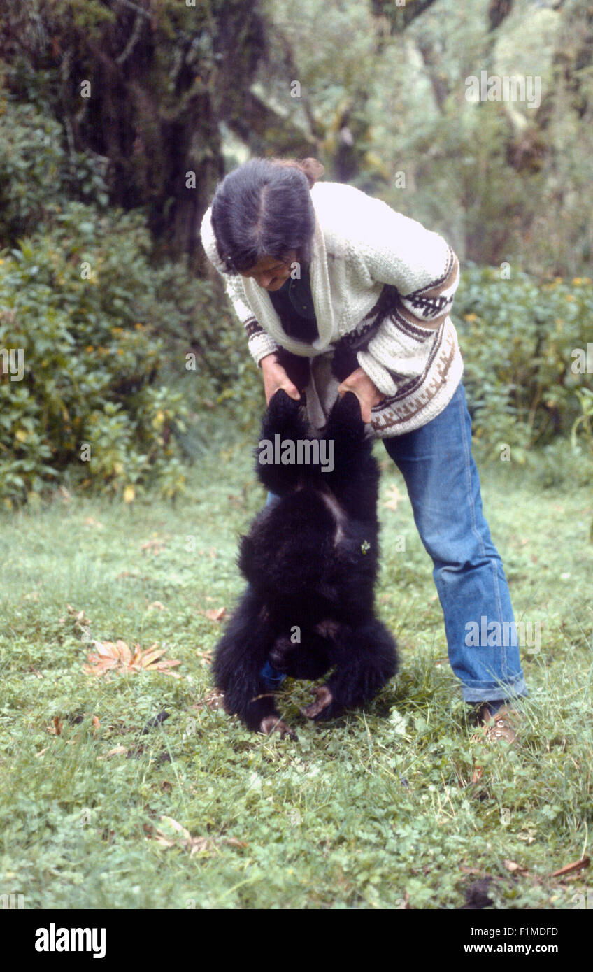 Diian Fossey gioca con un baby gorilla presso il Karisoke Research Center. Ruanda Africa Foto Stock