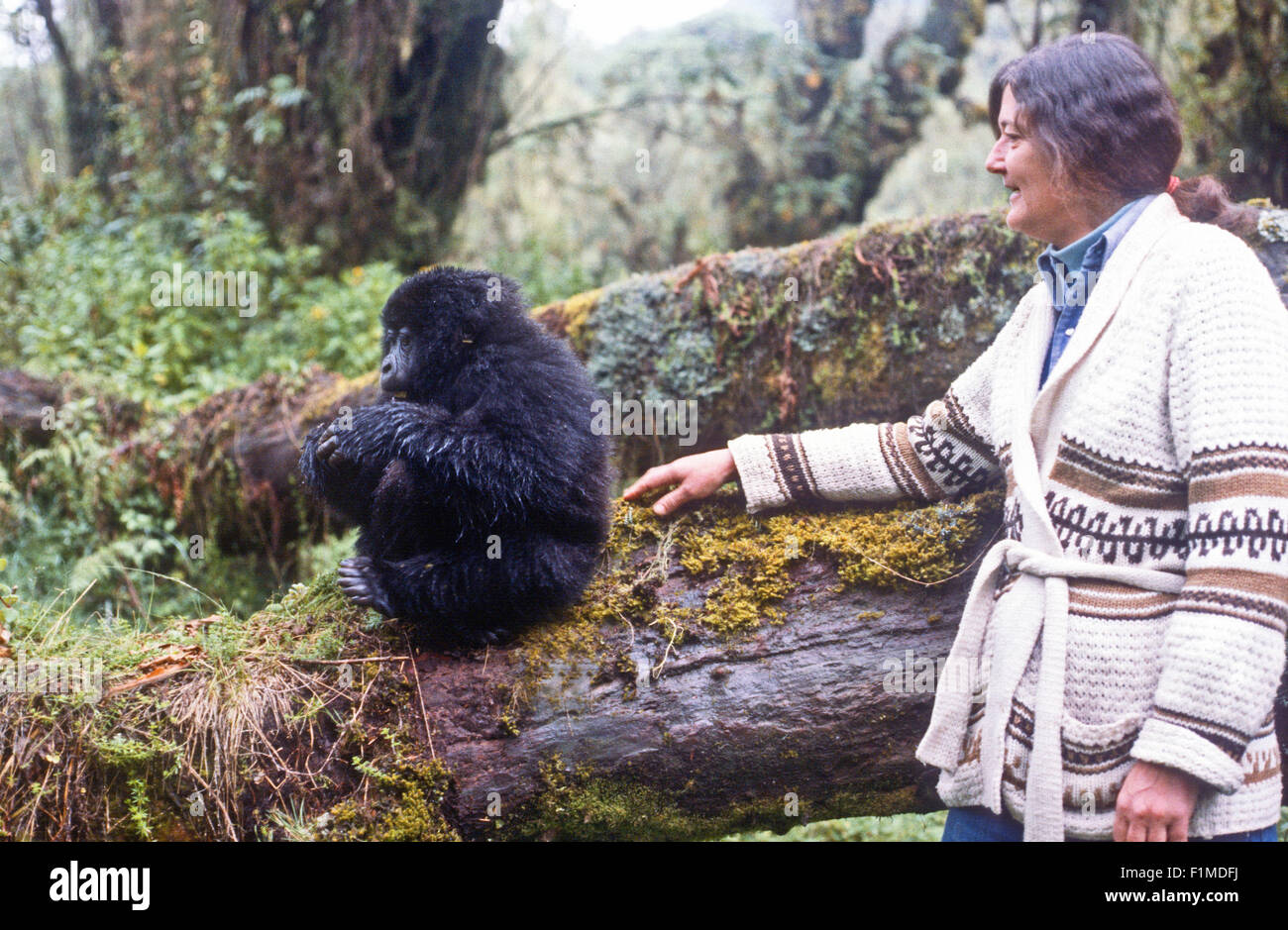 Diian Fossey gioca con un baby gorilla presso il Karisoke Research Center. Ruanda Africa Foto Stock