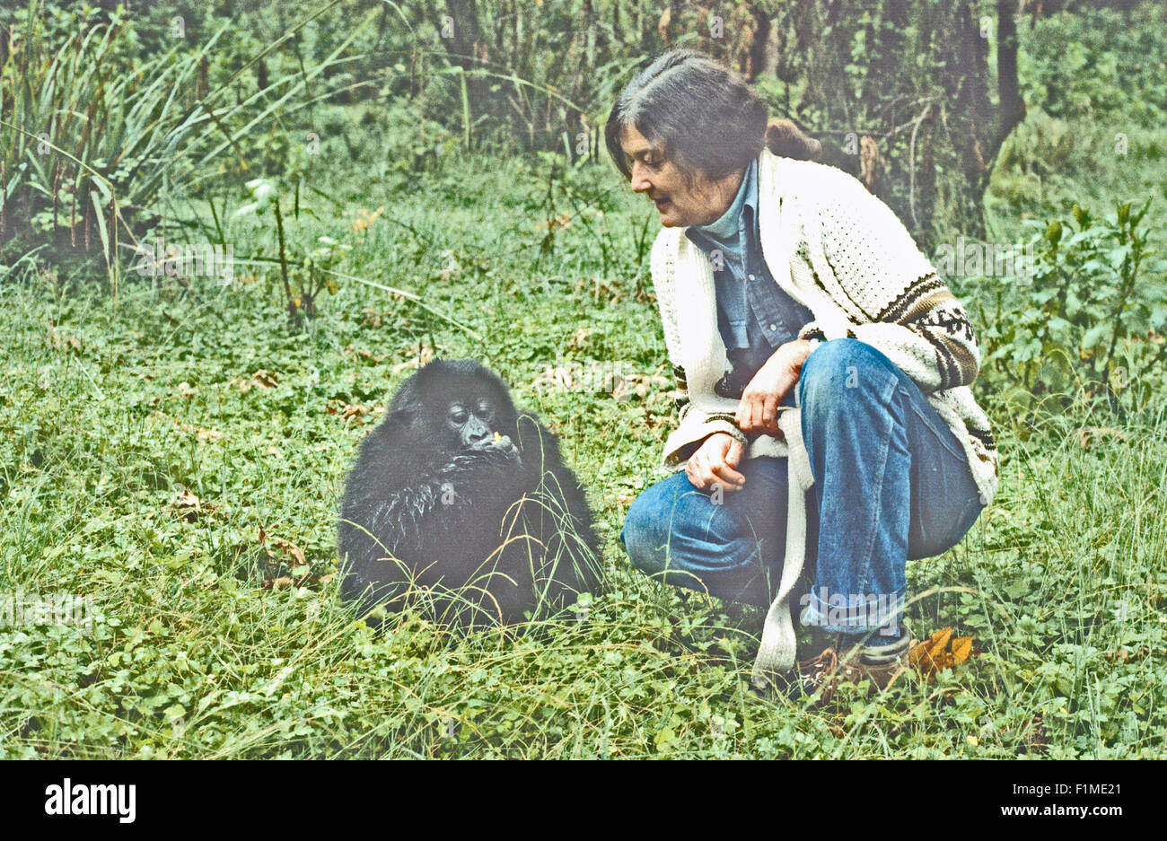 Diian Fossey gioca con un baby gorilla presso il Karisoke Research Center. Ruanda Africa Foto Stock