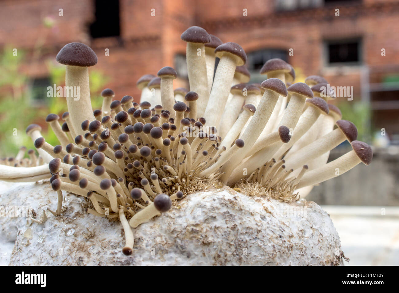 Pioppo meridionale fungo su un substrato a fungo Foto Stock