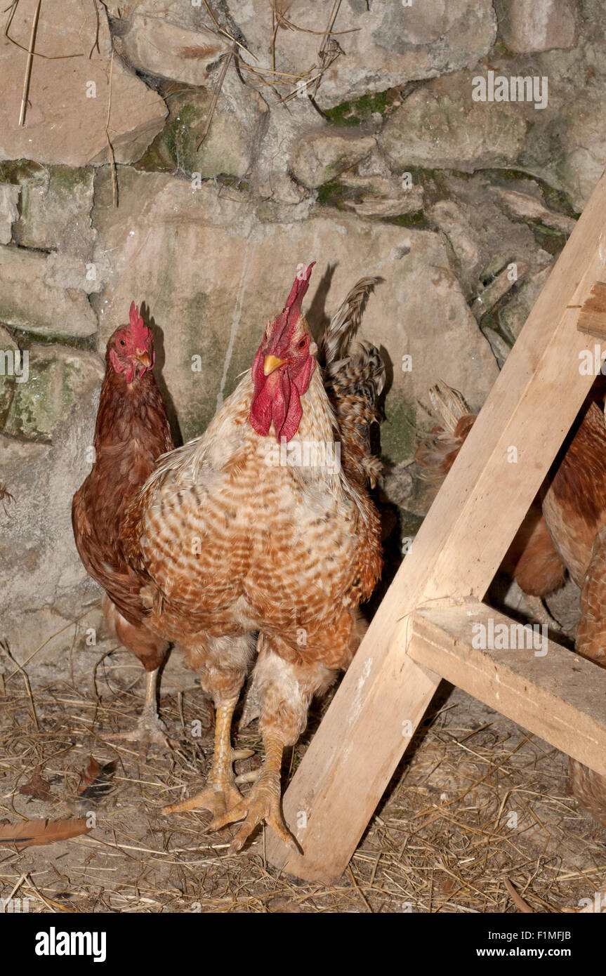 Free range rooster camminando sul pollaio con le galline. Foto Stock