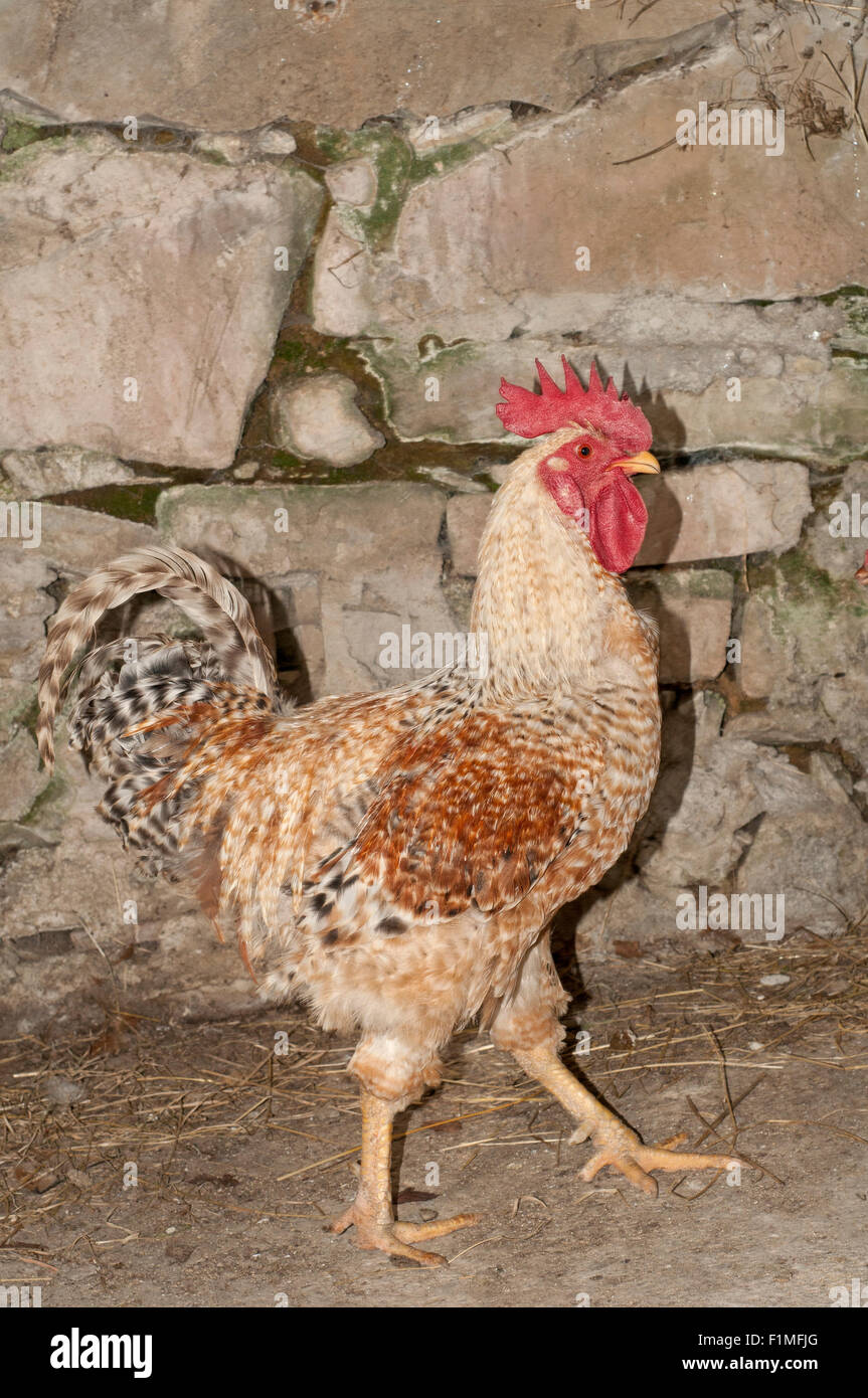 Free range rooster camminando sul pollaio. Foto Stock