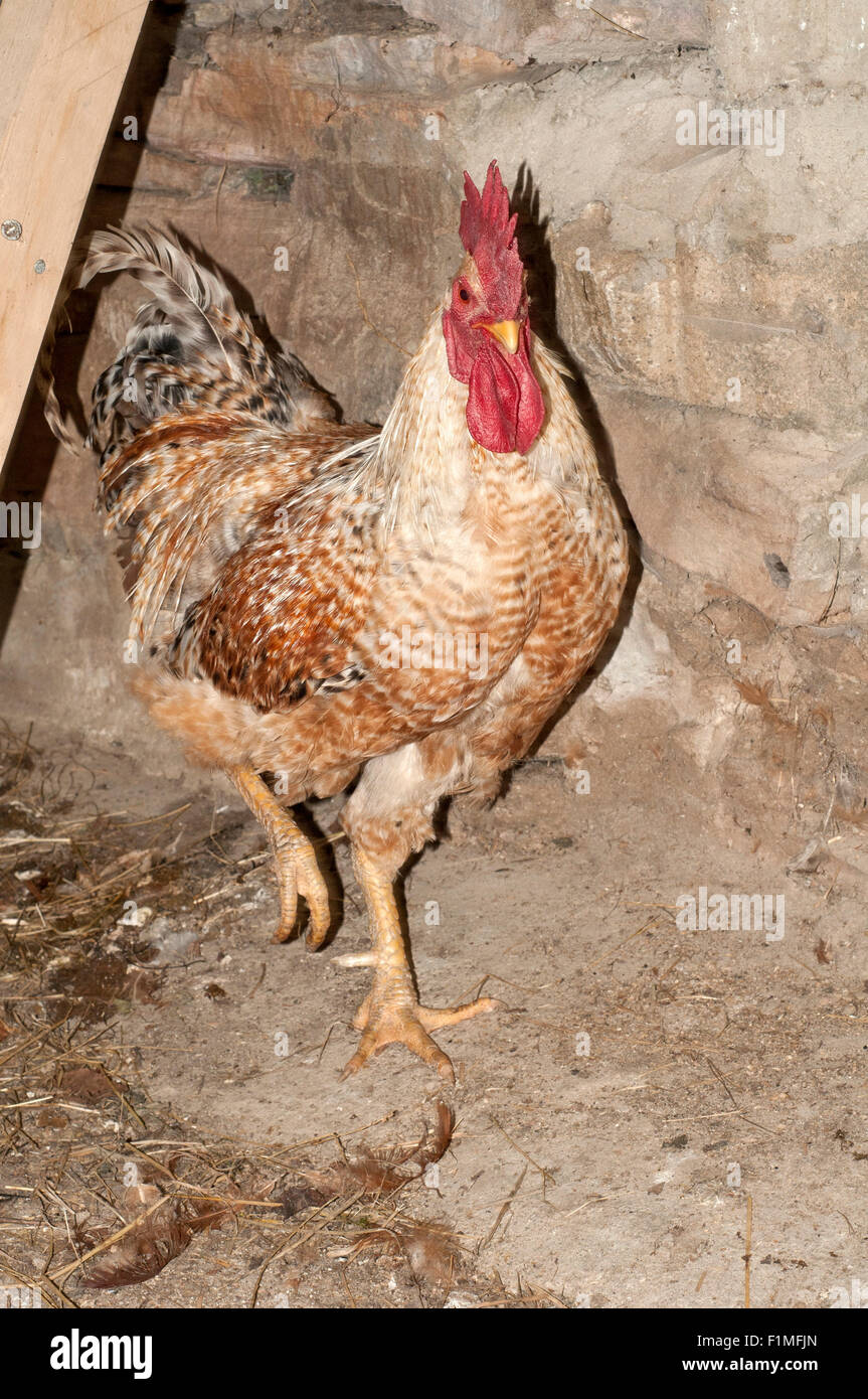 Free range rooster camminando sul pollaio. Foto Stock