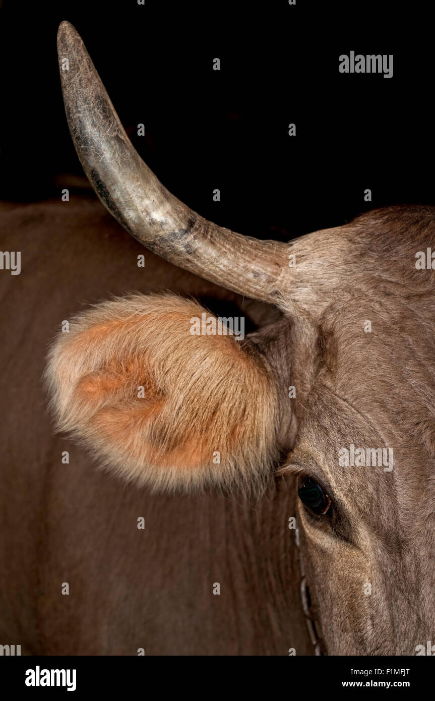 Testa di mucca in una stalla presso l'azienda. Foto Stock