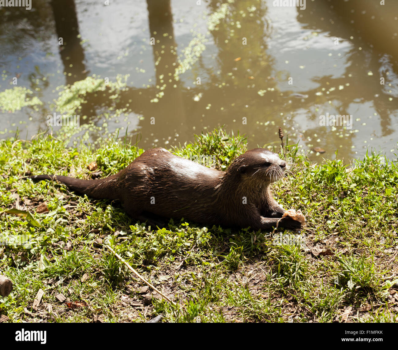Asian breve artigliato Otter alimentare su pesci in Wingham Wildlife Park, Kent, Inghilterra Foto Stock