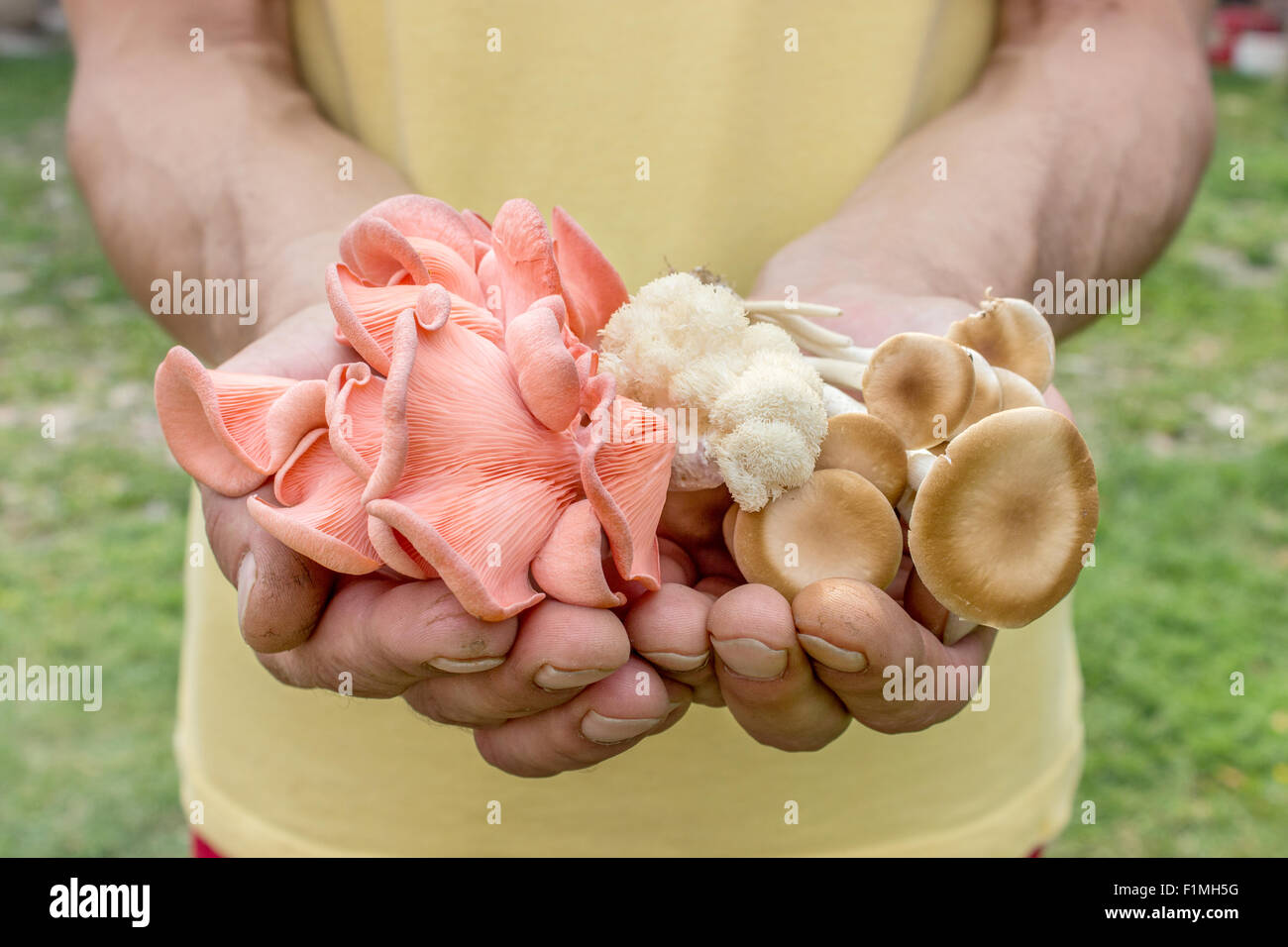 Grandi uomini mani diverse di funghi Foto Stock
