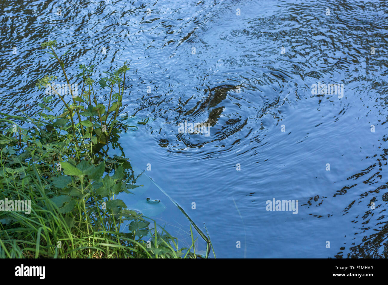 Fiume Fowey vorticoso acque vicino alla banca. Foto Stock