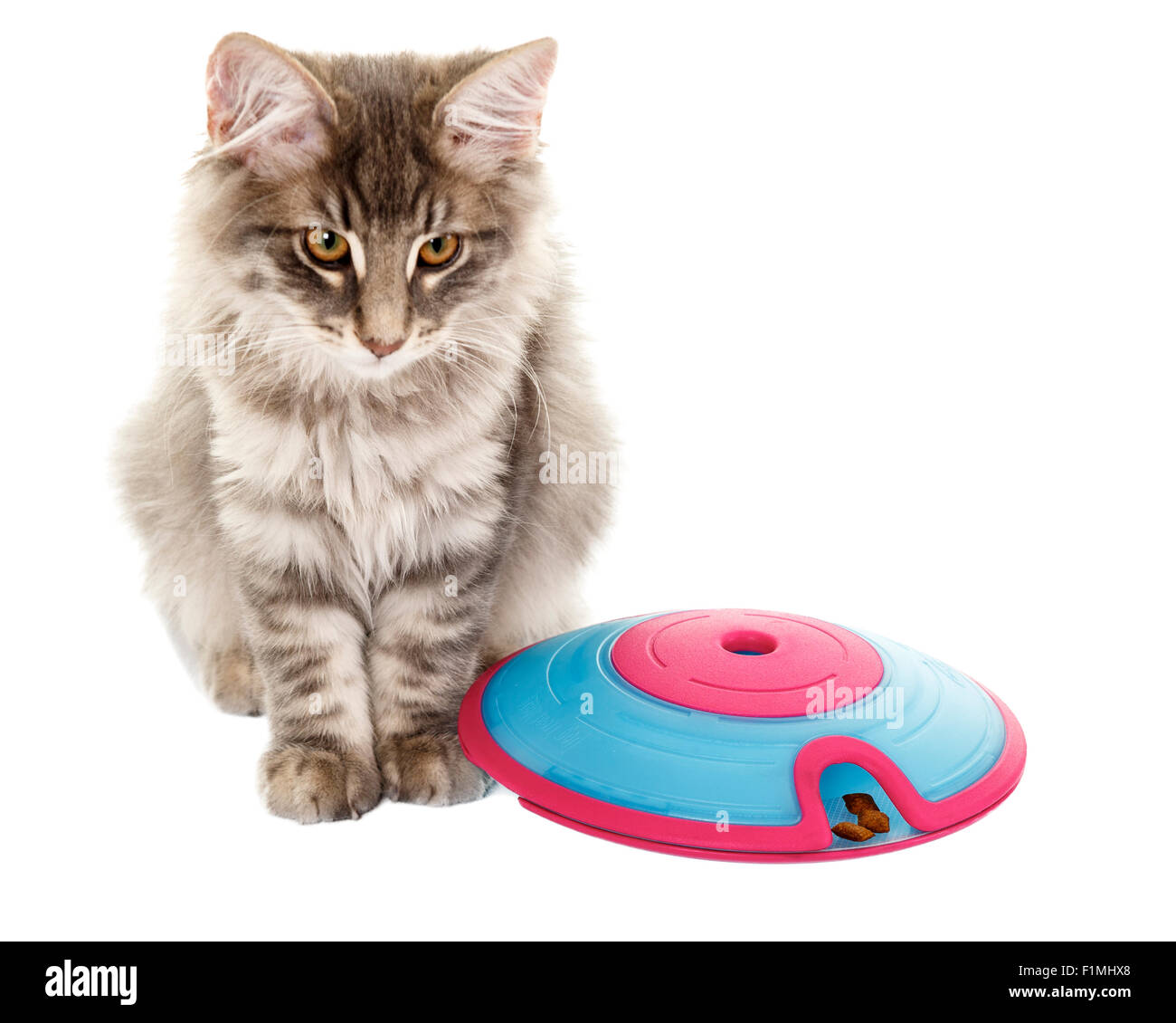 Carino Norvegesi della Foresta gattino gioca con attività di cat toy isolati su sfondo bianco modello di rilascio: No. Proprietà di rilascio: No. Foto Stock