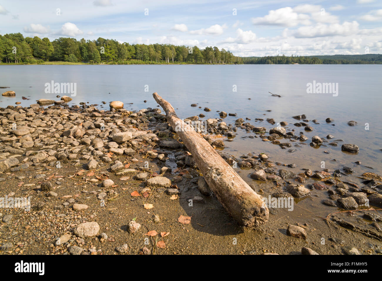 Registro di albero da vicino sulla spiaggia al lago Uspen, Svezia modello di rilascio: No. Proprietà di rilascio: No. Foto Stock