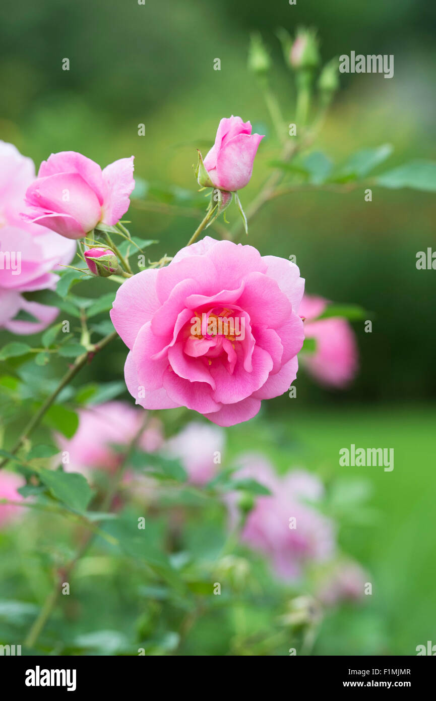 Rosa Cariad auspanier. Inglese rosa ad arbusto Foto Stock