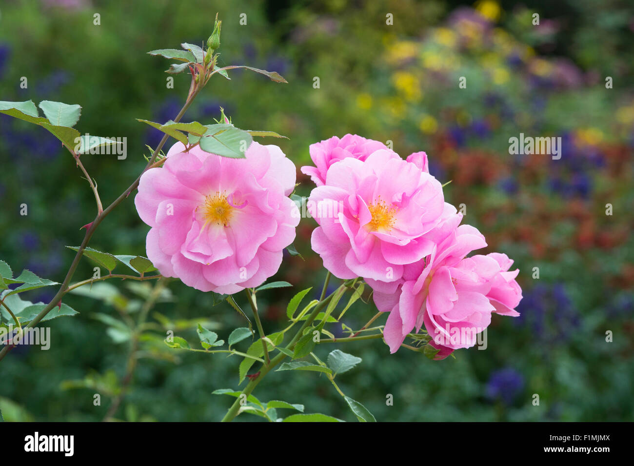 Rosa Cariad auspanier. Inglese rosa ad arbusto Foto Stock