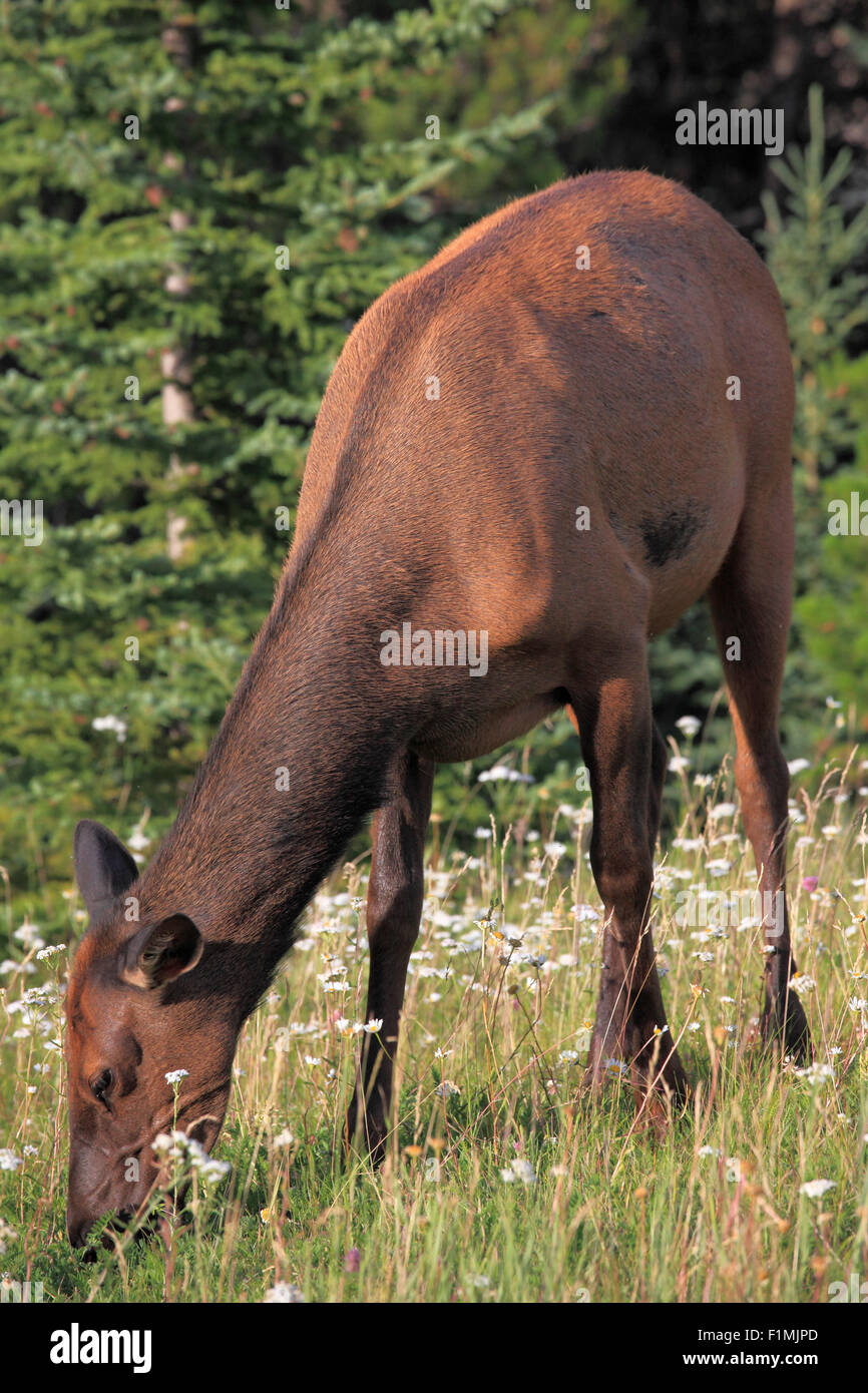 Canada, Alberta, Jasper National Park, alci, cervus canadensis, Foto Stock