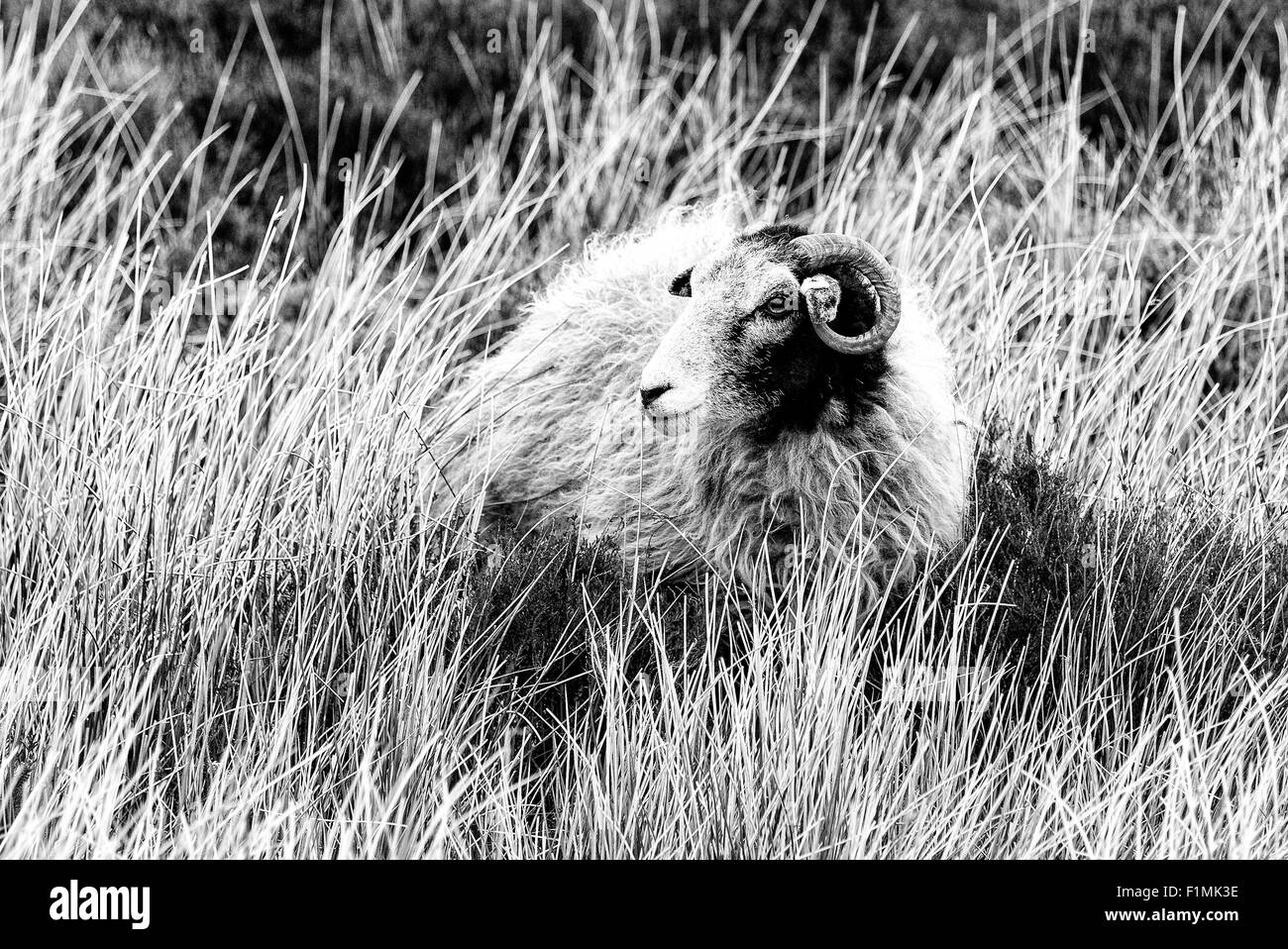 Un Swaledale pecore in erba a Bransdale sulla North York Moors Foto Stock
