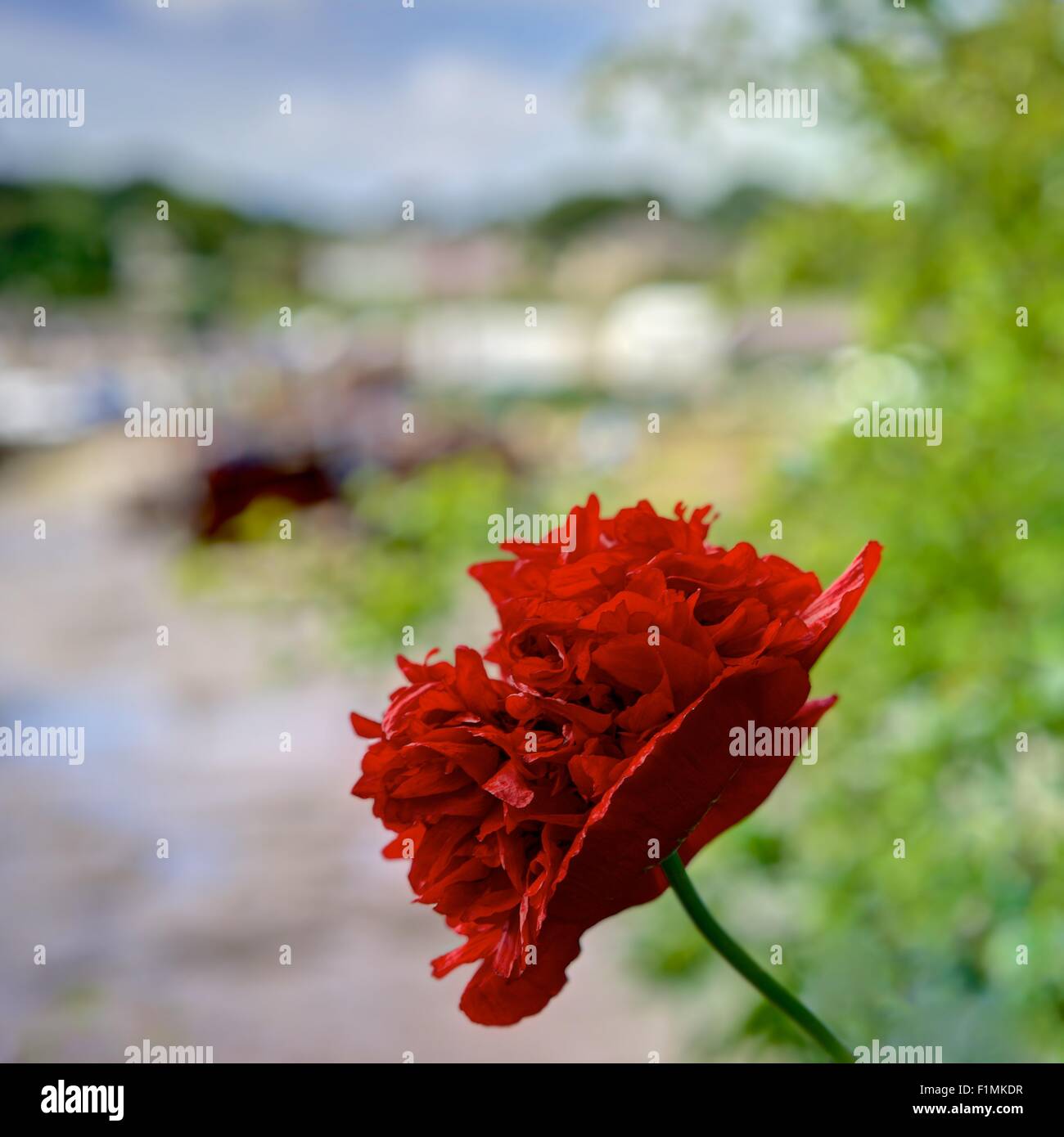 Un bruscamente reso luminoso rosso papavero in pieno fiore contro uno sfondo sfocato di un estuario della Cornovaglia/lungomare, formato quadrato. Foto Stock