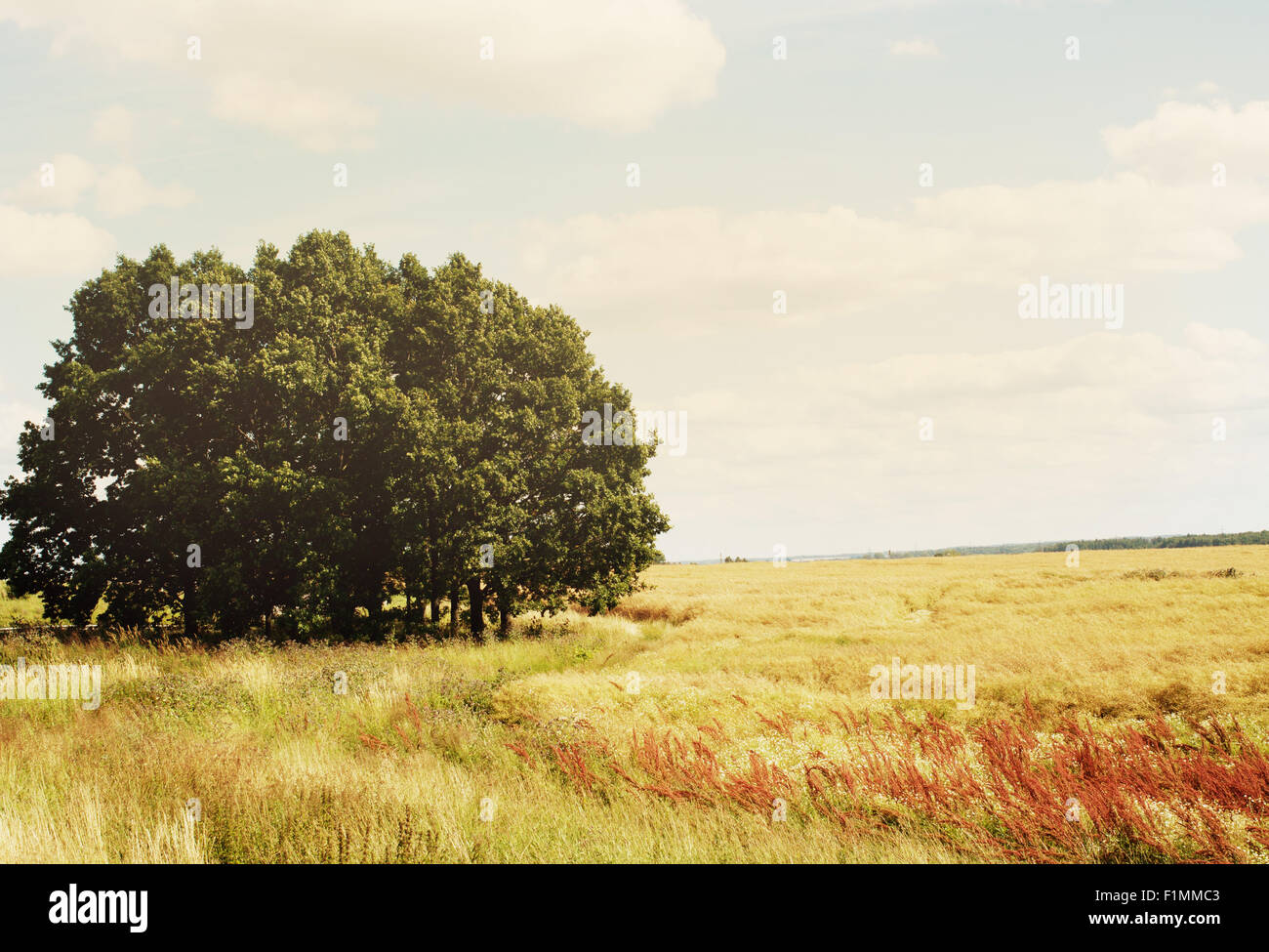 Golden campo di erba in una soleggiata giornata di vento Foto Stock