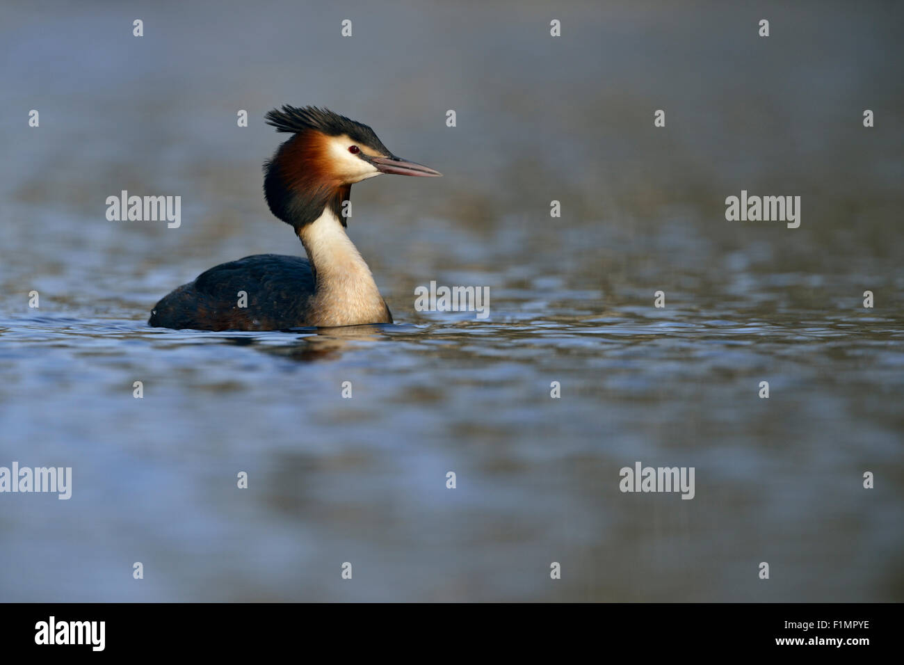 Podiceps Cristatus / Great Crested Grebe / Grebes Haubentaucher nuotando su una bella superficie d'acqua colorata, fauna selvatica, Europa. Foto Stock