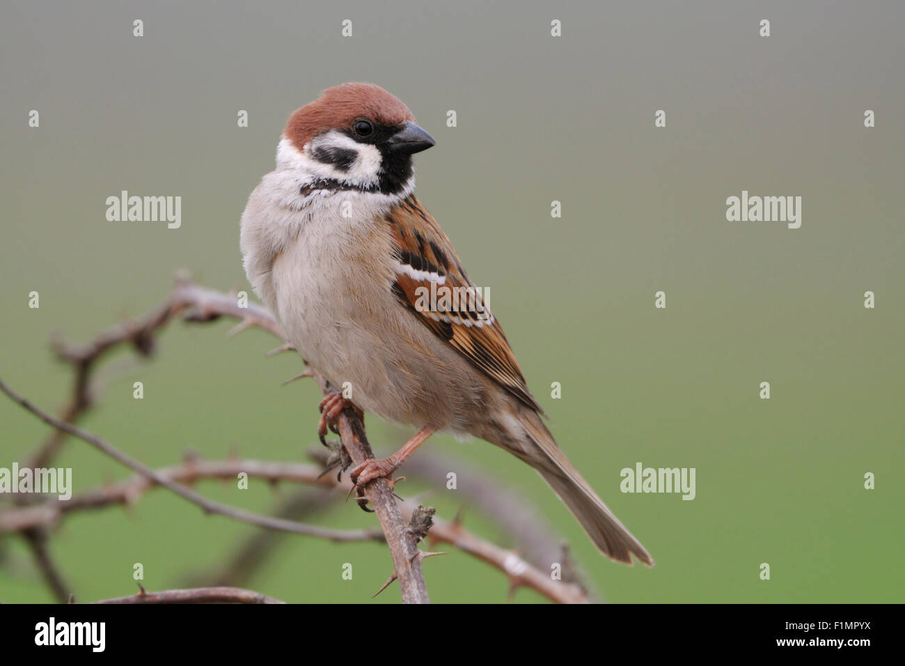 Bellissimo albero Sparrow / Feldsperling ( Passer montanus ) si trova sulla parte superiore di blackberry boccole nella parte anteriore del luminoso sfondo colorato Foto Stock