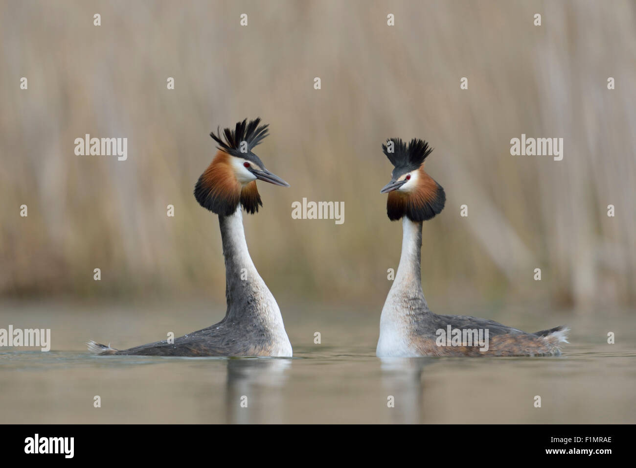 Una coppia di Svasso maggiore / Svasso / Grande Cresties / Haubentaucher ( Podiceps cristatus ) nel corteggiamento di umore. Foto Stock