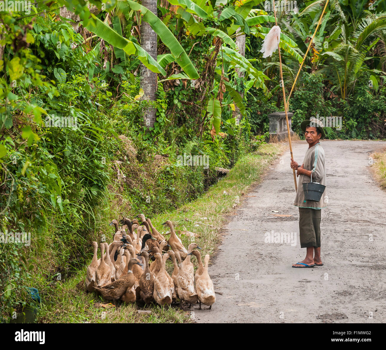 Anatre essendo herded vicino Candi Dasa, Bali Orientale, Indonesia. Foto Stock