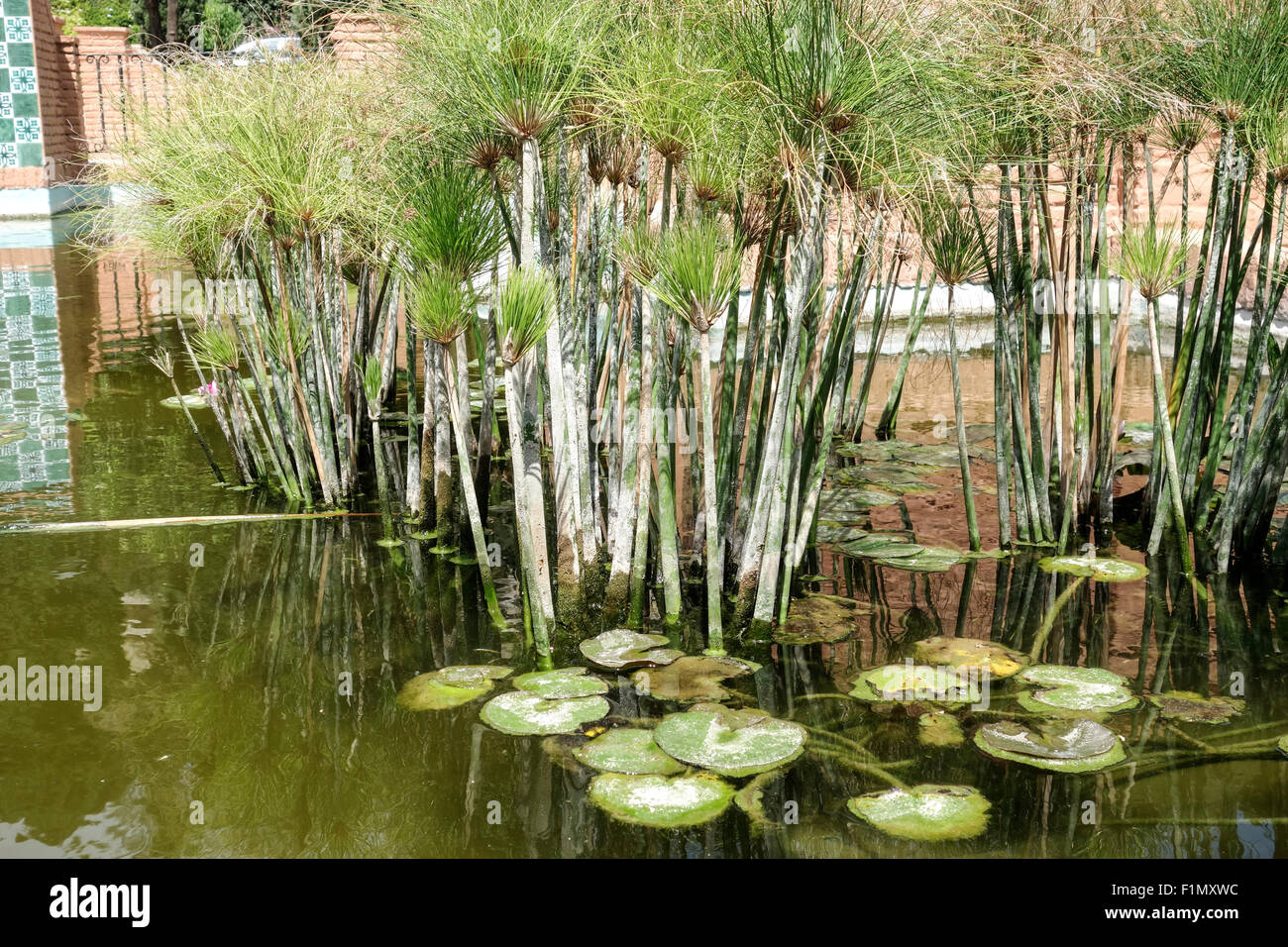 Il papiro carici, carta reed, Indiano impianto opacizzante, erba del Nilo, cyperus papyrus, in stagno in Malaga, Spagna. Foto Stock