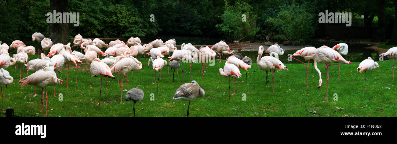 Fenicotteri rosa in natura Foto Stock