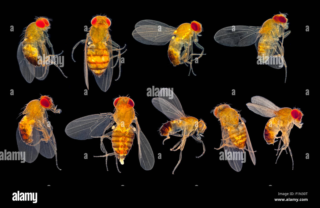 Mosca della frutta mutazioni, Drosophila sp. campo oscuro fotomicrografia Foto Stock