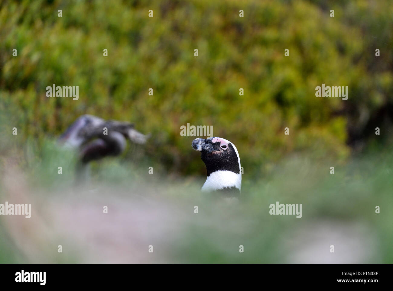 Sud Africa, Boulders Beach, Jackass Penguin, Spheniscus demersus Foto Stock