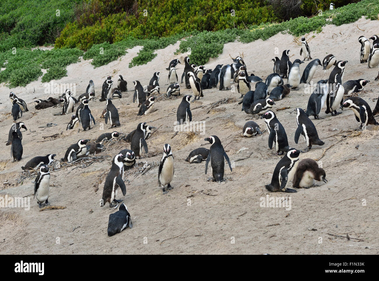 Sud Africa, Boulders Beach, colonia di pinguini Jackass Foto Stock