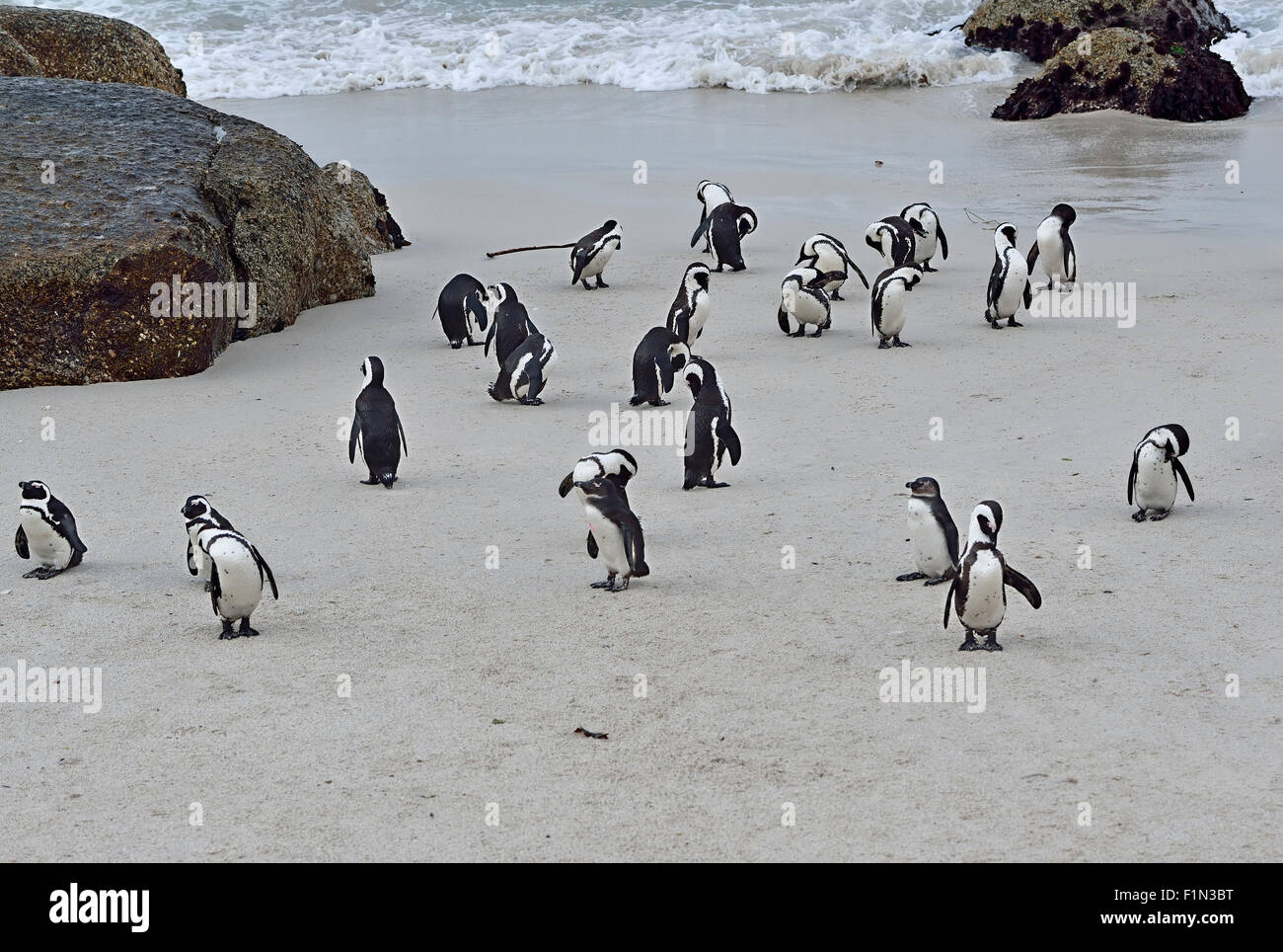Sud Africa, Boulders Beach, colonia di pinguini Jackass Foto Stock
