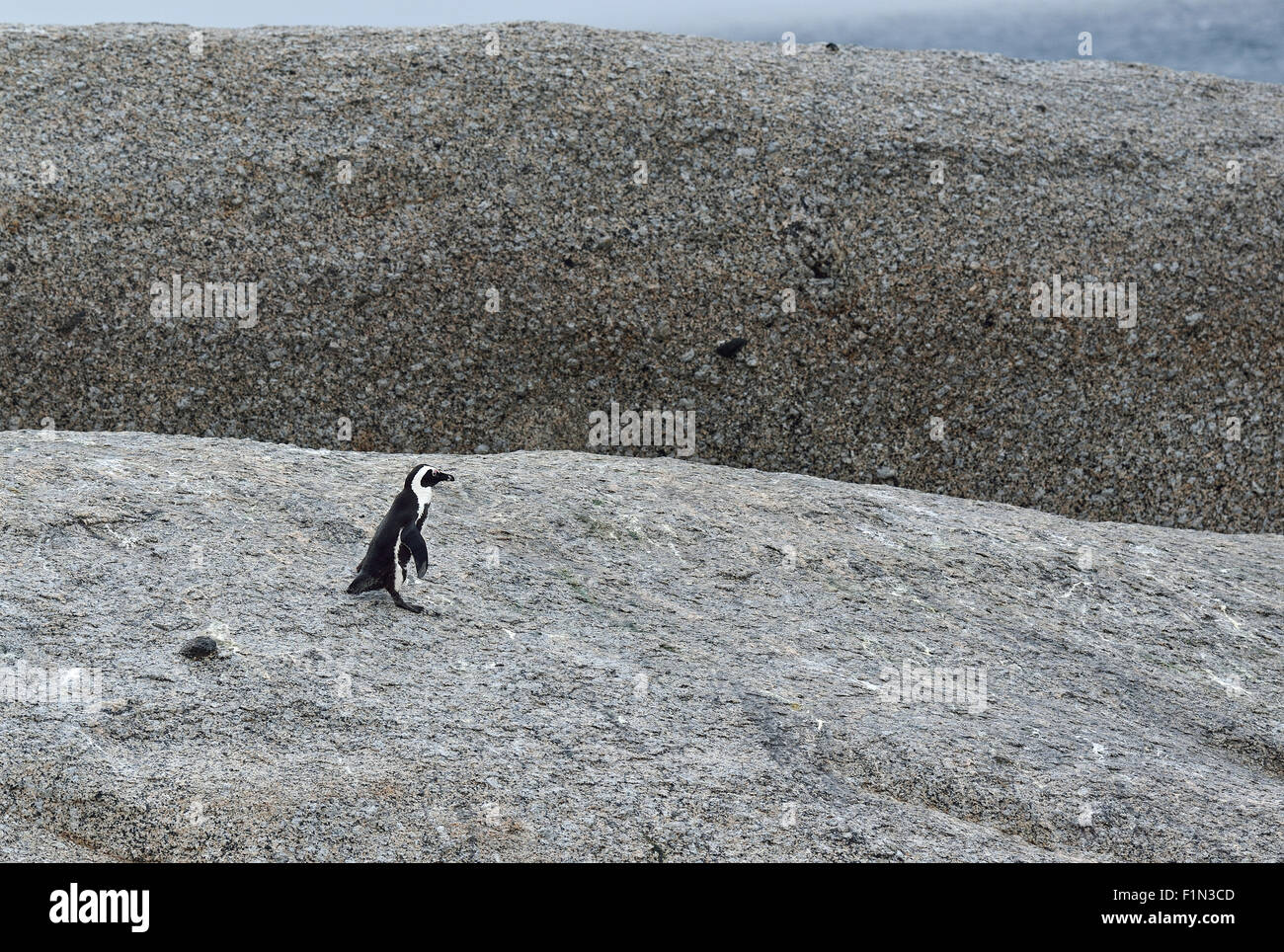 Sud Africa, Boulders Beach, Jackass Penguin Foto Stock